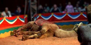 Lav denuncia: “Condizioni insopportabili, basta circhi con animali”