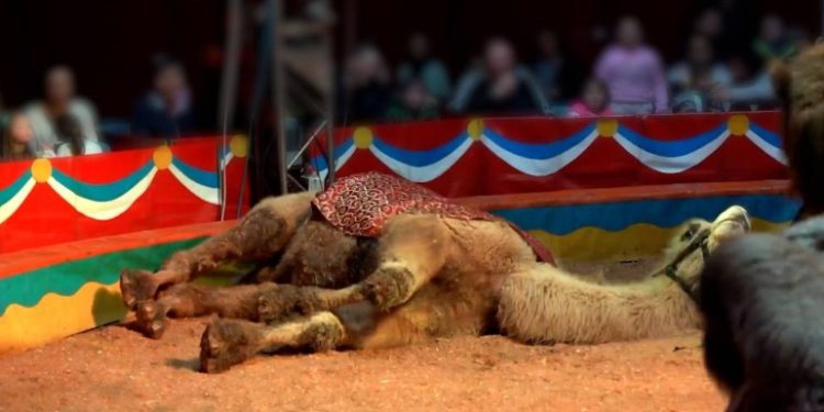 Lav denuncia: “Condizioni insopportabili, basta circhi con animali”
