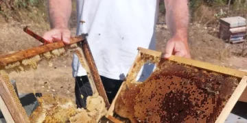 Apicoltura sarda in crisi, Cia chiede interventi urgenti alla Regione