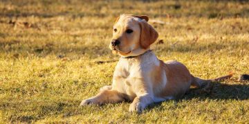 Quartu, il Sindaco Milia firma un’ordinanza per la tutela animale