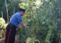 Arrestato a Ozieri con armi clandestine e 1.880 piantine di marijuana
