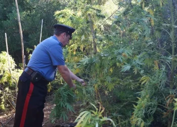Arrestato a Ozieri con armi clandestine e 1.880 piantine di marijuana