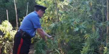 Arrestato a Ozieri con armi clandestine e 1.880 piantine di marijuana