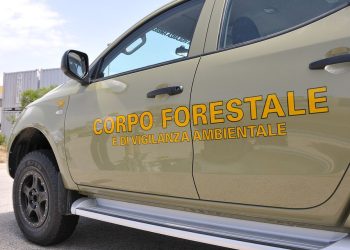 Corpo forestale, la Giunta regionale rassicura: “Criticità note, interventi già in corso per rafforzarlo”