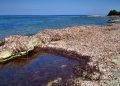 Ambiente: Posidonia, la Giunta approva gli indirizzi per il primo Piano regionale di gestione, tutela delle spiagge, contrasto all’erosione e adattamento ai cambiamenti climatici