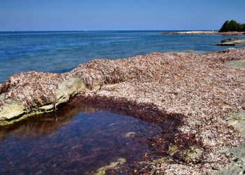 Ambiente: Posidonia, la Giunta approva gli indirizzi per il primo Piano regionale di gestione, tutela delle spiagge, contrasto all’erosione e adattamento ai cambiamenti climatici