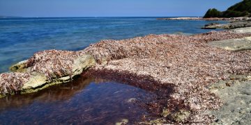 Ambiente: Posidonia, la Giunta approva gli indirizzi per il primo Piano regionale di gestione, tutela delle spiagge, contrasto all’erosione e adattamento ai cambiamenti climatici