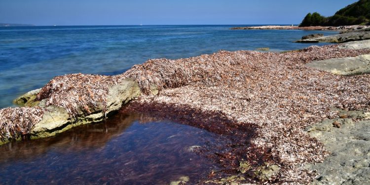 Ambiente: Posidonia, la Giunta approva gli indirizzi per il primo Piano regionale di gestione, tutela delle spiagge, contrasto all’erosione e adattamento ai cambiamenti climatici