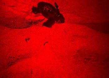 A Calasetta schiusa nido Caretta caretta