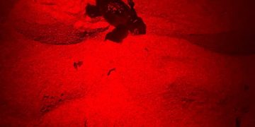 A Calasetta schiusa nido Caretta caretta