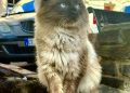 Nasce a Muros una nuova colonia felina protetta. Il Comune riconosce ufficialmente la colonia di via Roma, nei pressi dell’anfiteatro “Su Corrale”
