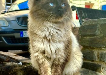 Nasce a Muros una nuova colonia felina protetta. Il Comune riconosce ufficialmente la colonia di via Roma, nei pressi dell’anfiteatro “Su Corrale”
