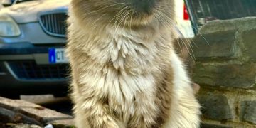 Nasce a Muros una nuova colonia felina protetta. Il Comune riconosce ufficialmente la colonia di via Roma, nei pressi dell’anfiteatro “Su Corrale”