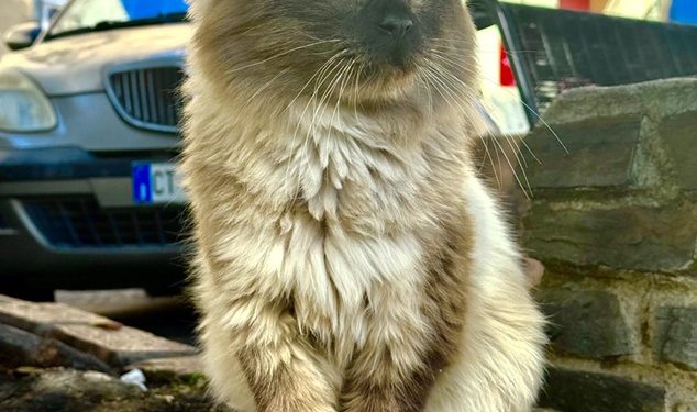 Nasce a Muros una nuova colonia felina protetta. Il Comune riconosce ufficialmente la colonia di via Roma, nei pressi dell’anfiteatro “Su Corrale”