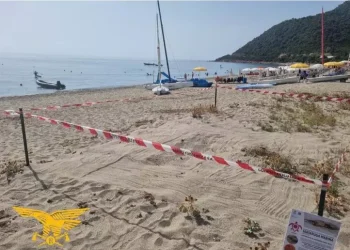 Tartarughine appena nate sbagliano strada, riportate in mare dai turisti