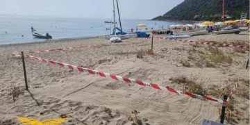 Tartarughine appena nate sbagliano strada, riportate in mare dai turisti