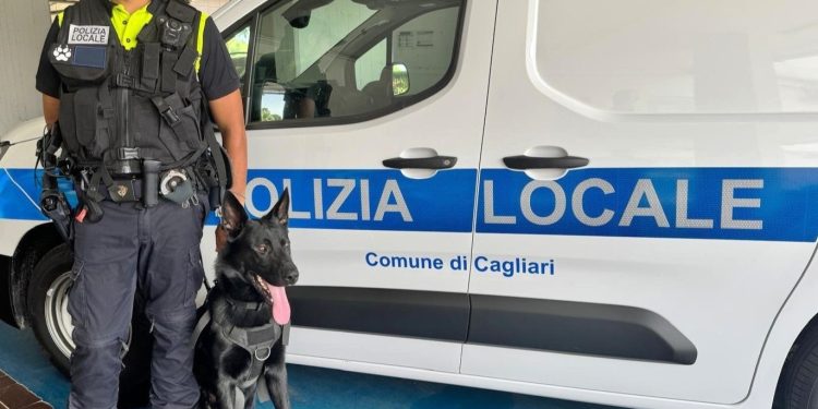 Polizia Locale, arriva la nuova unità cinofila: Victor al servizio di Cagliari