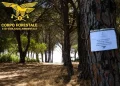 Troppe auto nel parcheggio, sigilli alla pineta Su Barone di Orosei