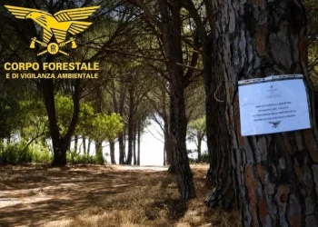 Troppe auto nel parcheggio, sigilli alla pineta Su Barone di Orosei