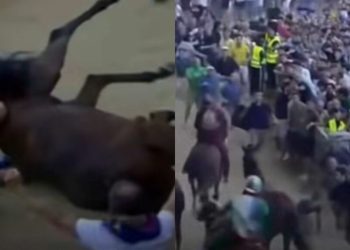 Caduta di fantino e cavallo, il Palio di Siena nella bufera degli animalisti