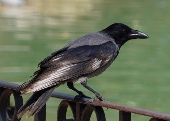 Lav: “No all’abbattimento delle cornacchie, basta allarmismi costruiti sugli animali”
