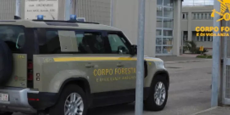 Sorpreso ad appiccare il fuoco, allevatore arrestato nell’Oristanese
