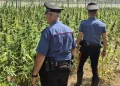 Scoperta piantagione di droga nelle campagne di San Vito, un arresto