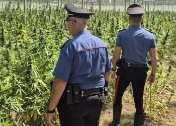 Scoperta piantagione di droga nelle campagne di San Vito, un arresto