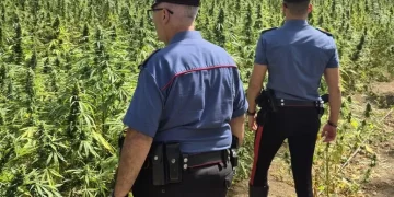 Scoperta piantagione di droga nelle campagne di San Vito, un arresto
