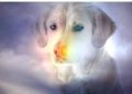 A Rivalta di Torino nasce il “ponte dell’arcobaleno” per ricordare gli animali scomparsi