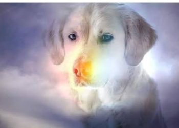 A Rivalta di Torino nasce il “ponte dell’arcobaleno” per ricordare gli animali scomparsi