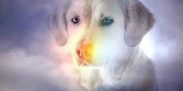A Rivalta di Torino nasce il “ponte dell’arcobaleno” per ricordare gli animali scomparsi