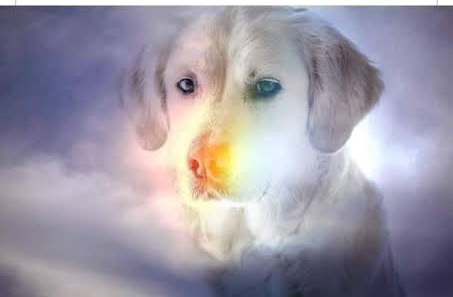 A Rivalta di Torino nasce il “ponte dell’arcobaleno” per ricordare gli animali scomparsi
