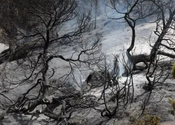 Almeno 69 i morti per gli incendi in Algeria