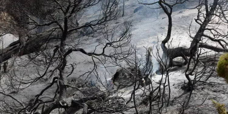 Almeno 69 i morti per gli incendi in Algeria