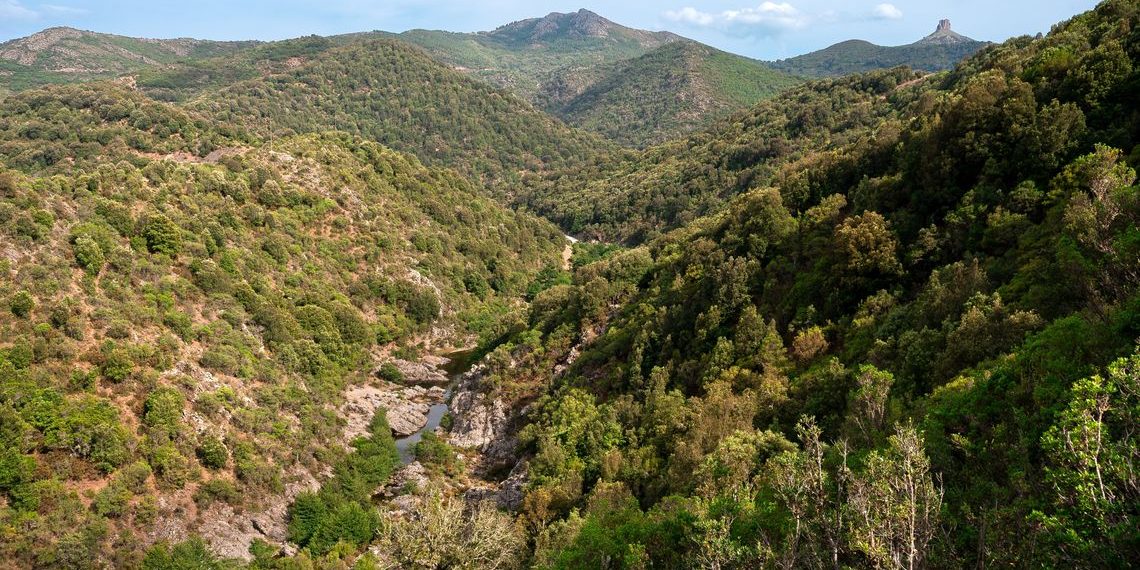 Boschi, natura e difesa fitosanitaria: 22,24 milioni per prevenire i danni e rafforzare gli equilibri naturali