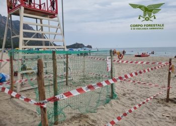 Una tartaruga marina sceglie la spiaggia di Foxi Manna di Tertenia per la deposizione delle uova