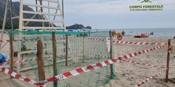 Una tartaruga marina sceglie la spiaggia di Foxi Manna di Tertenia per la deposizione delle uova
