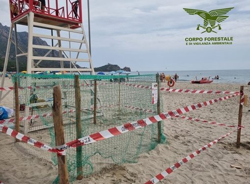 Una tartaruga marina sceglie la spiaggia di Foxi Manna di Tertenia per la deposizione delle uova