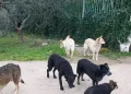 Il Tar boccia Settimo Nizzi e annulla il divieto di sfamare i cani randagi a Olbia