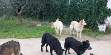 Il Tar boccia Settimo Nizzi e annulla il divieto di sfamare i cani randagi a Olbia