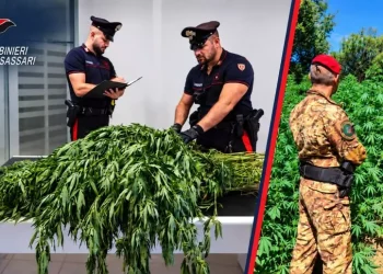 Maxi piantagioni di cannabis nel nord Sardegna, oltre 11.500 arbusti