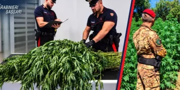 Maxi piantagioni di cannabis nel nord Sardegna, oltre 11.500 arbusti