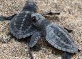 Tartaruga Caretta caretta, nell’estate del 2026 in Italia si sono schiusi 96 nidi: nati 7 mila piccoli