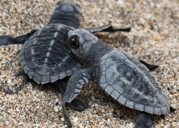 Tartaruga Caretta caretta, nell’estate del 2026 in Italia si sono schiusi 96 nidi: nati 7 mila piccoli