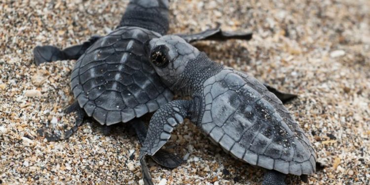 Tartaruga Caretta caretta, nell’estate del 2026 in Italia si sono schiusi 96 nidi: nati 7 mila piccoli