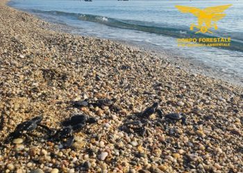 Il Corpo Forestale individua e mette in sicurezza un nido di Caretta caretta schiuso