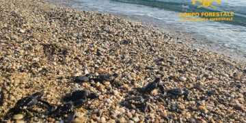 Il Corpo Forestale individua e mette in sicurezza un nido di Caretta caretta schiuso