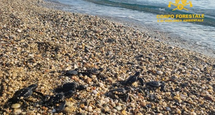 Il Corpo Forestale individua e mette in sicurezza un nido di Caretta caretta schiuso