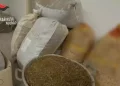 Nascondeva 200 kg di marijuana in casa, 50enne arrestato a Orotelli